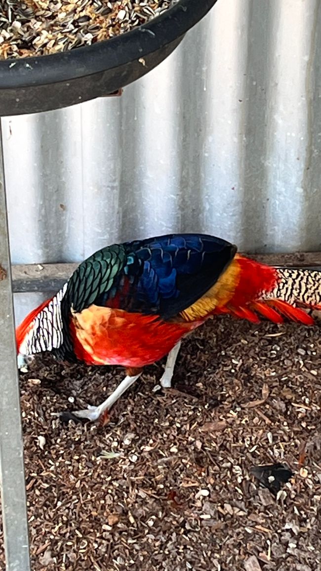 Parc des oiseaux et des animaux d'Esperance