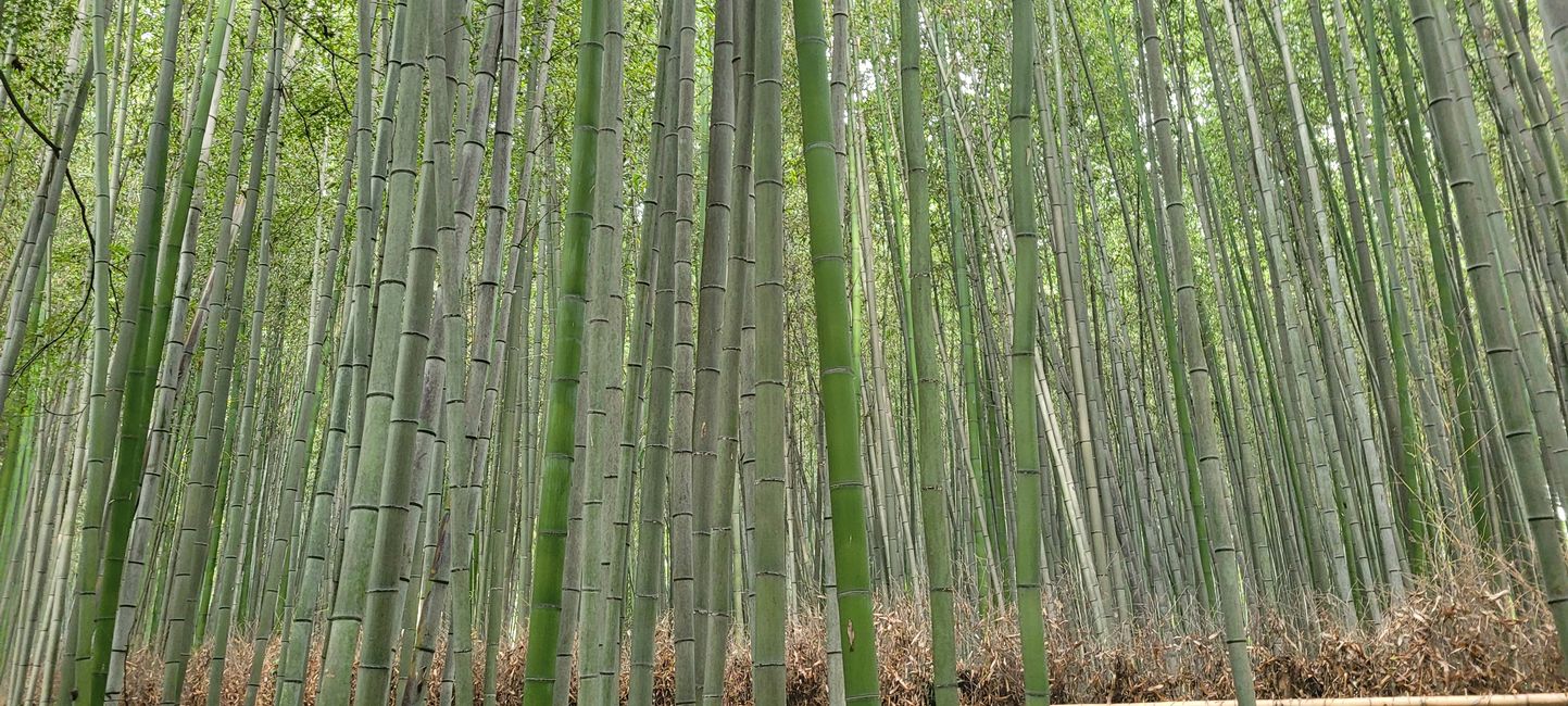 Etiqueta 8. Kioto, la antigua capital