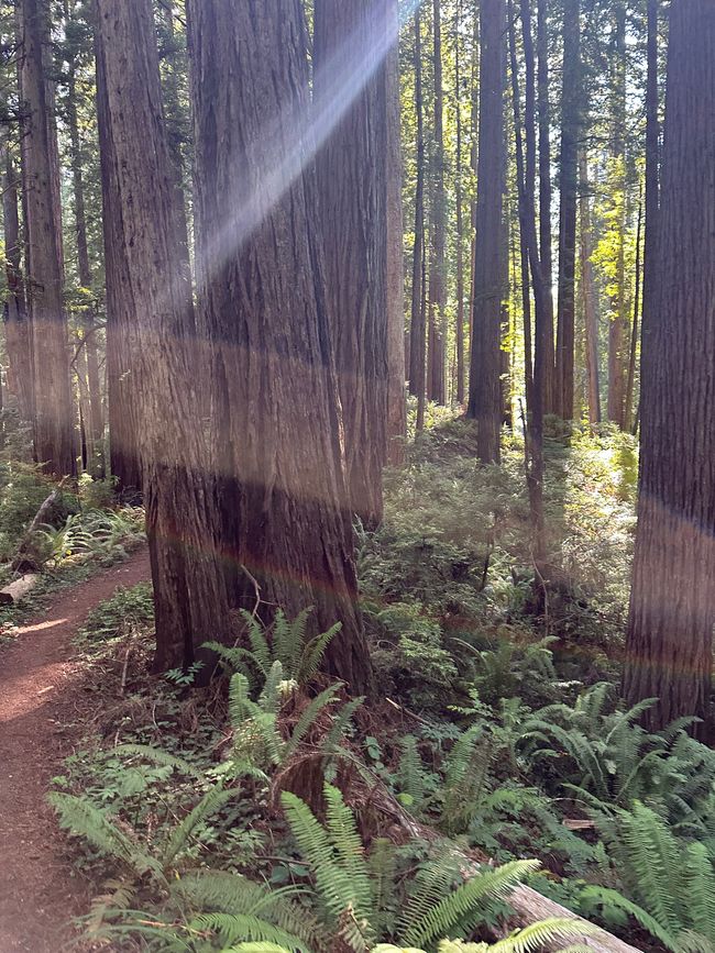 North Californian redwoods