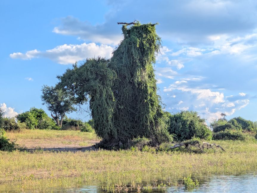 Chobe River und Nationalpark