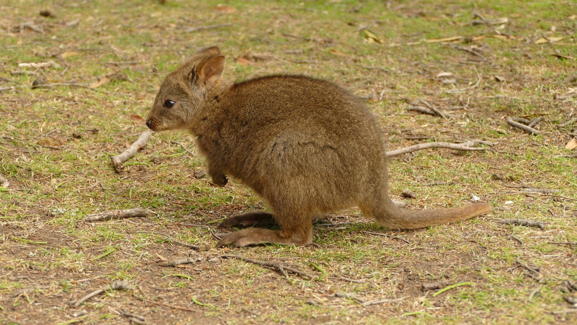 - Singapur & Tasmania 2019 -