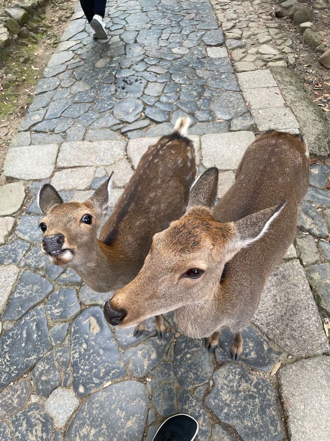 Nara