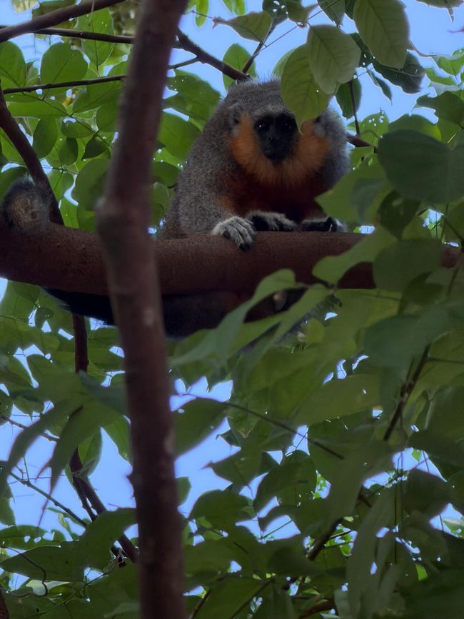 Alter- wo der Amazonas nur 32km breit ist