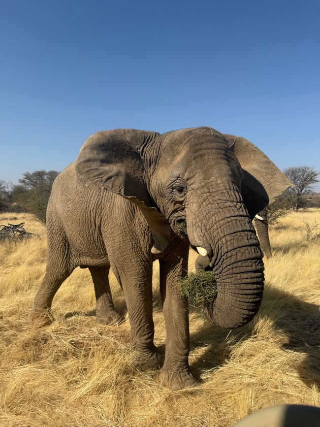 Namibia 2k25 🦓🏜️🐘