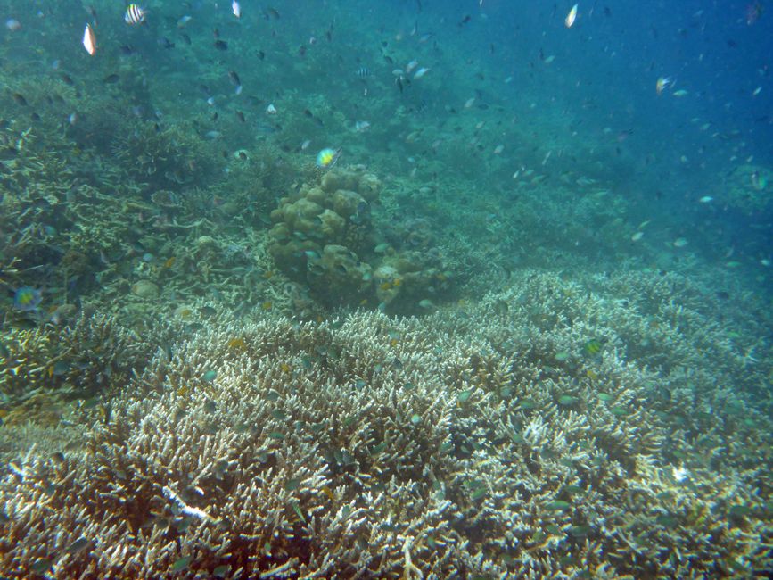 Misool, Westneuguinea, Indonesien, Insel-Ausflug