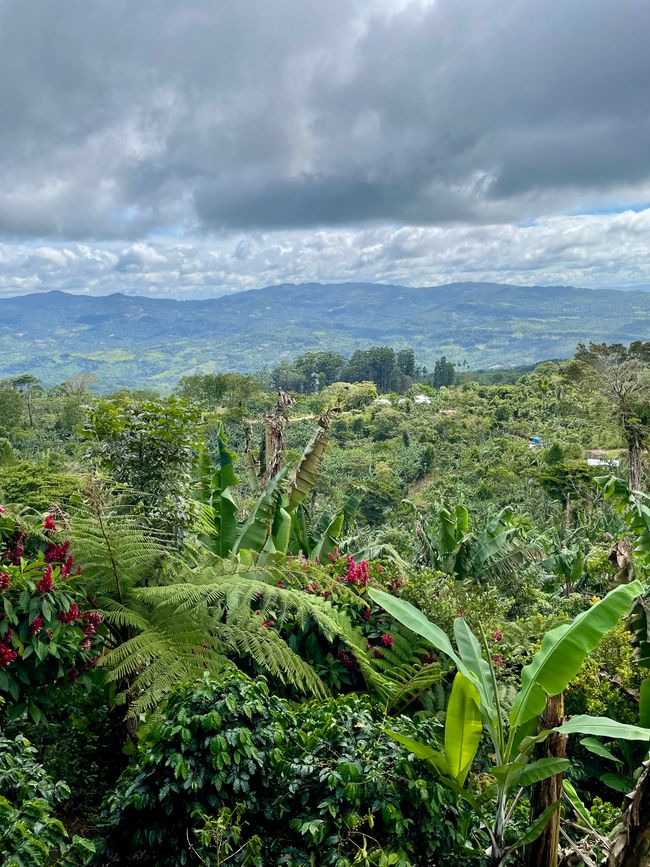 La plantation de café Finca Idealista