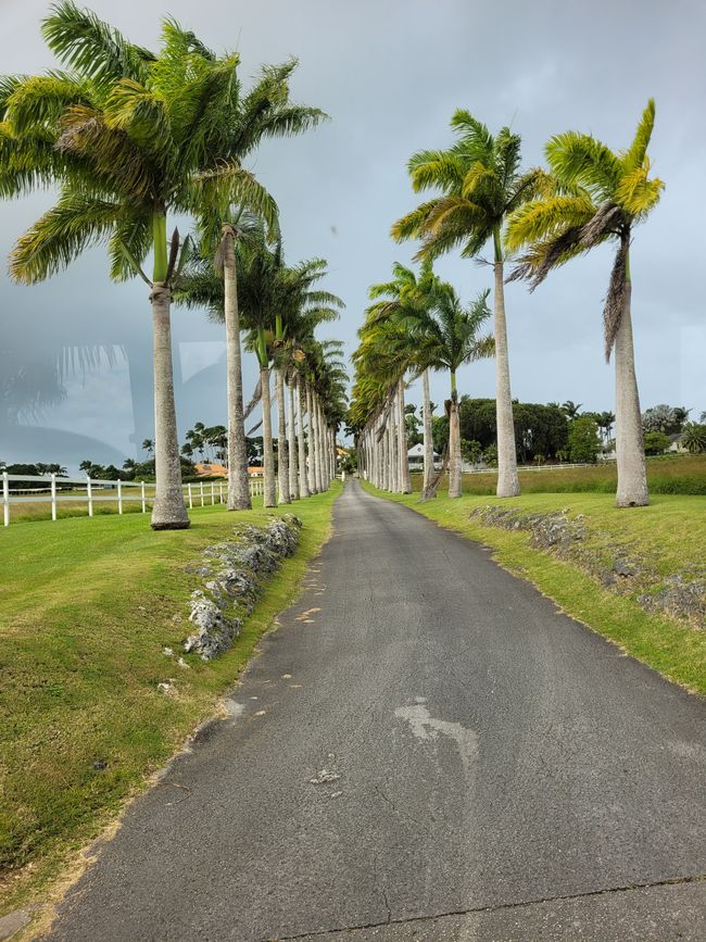 Tag 20 von 175: Kreuzfahrt rund um die Welt - Bridgetown/Barbados