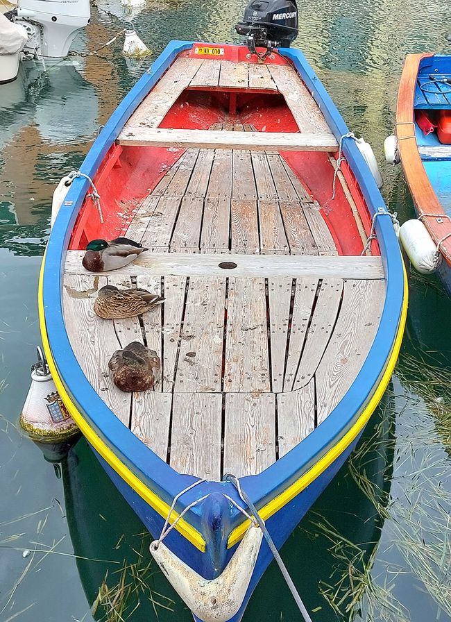 Lazise