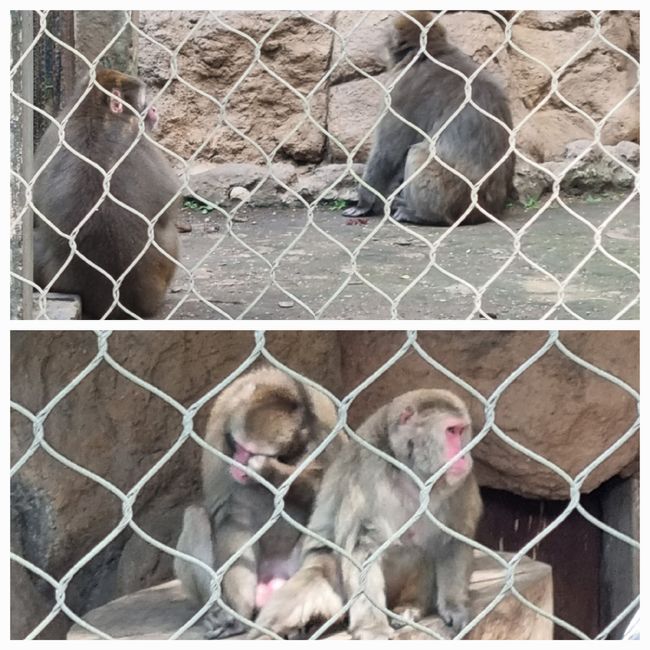 Tag drei: Zoo Aurora und Stadtteil Cayala