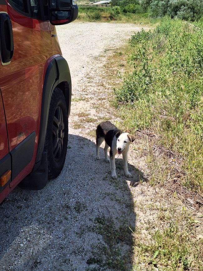 Der ist zwar süß und tut einem Leid, aber was sollen wir mit einem 🐕 