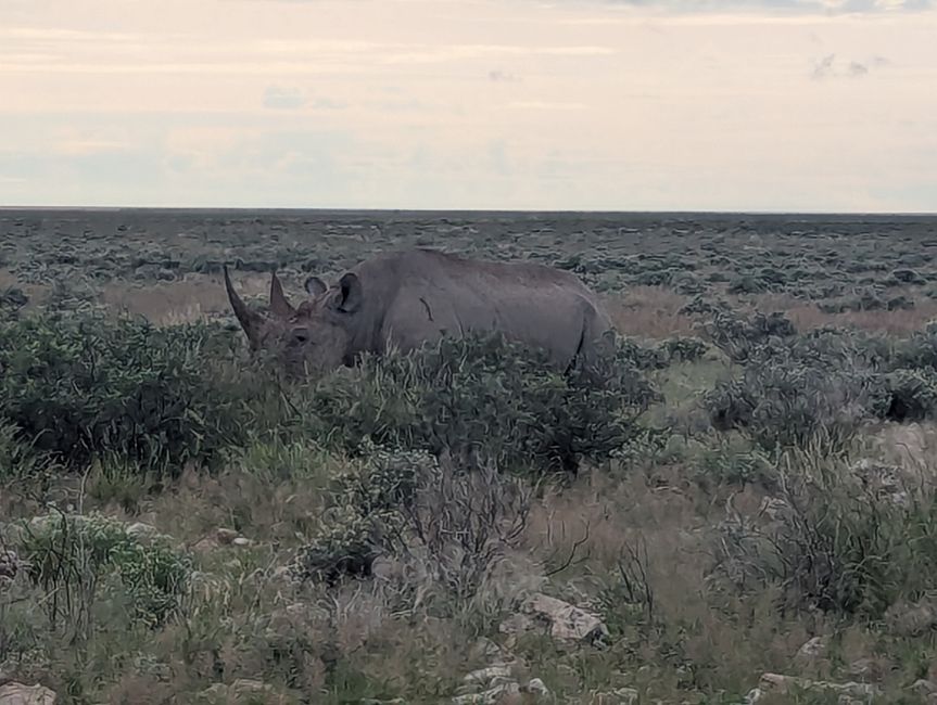 Etosha Park #2 und Onguma Bush Camp 