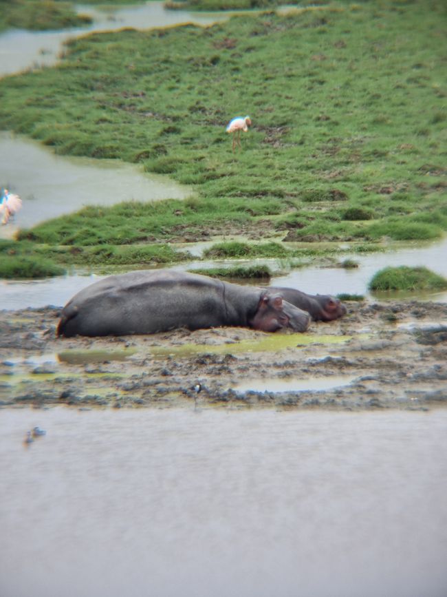 Tansania - Tag 4: Ngorongoro Krater