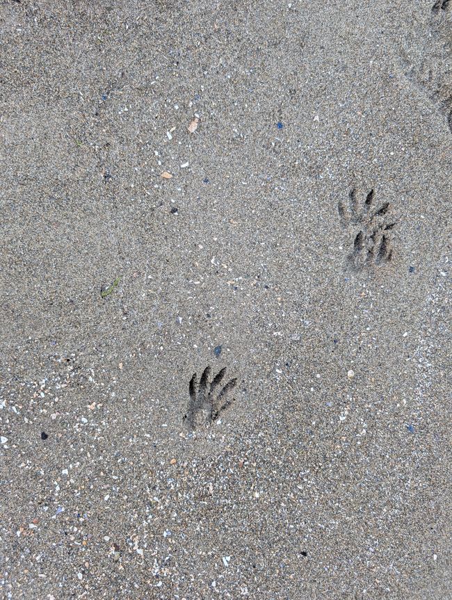 Chapitre trois 🦝