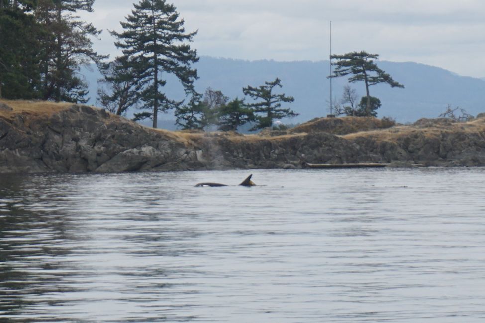 Day 18: Whale Watching