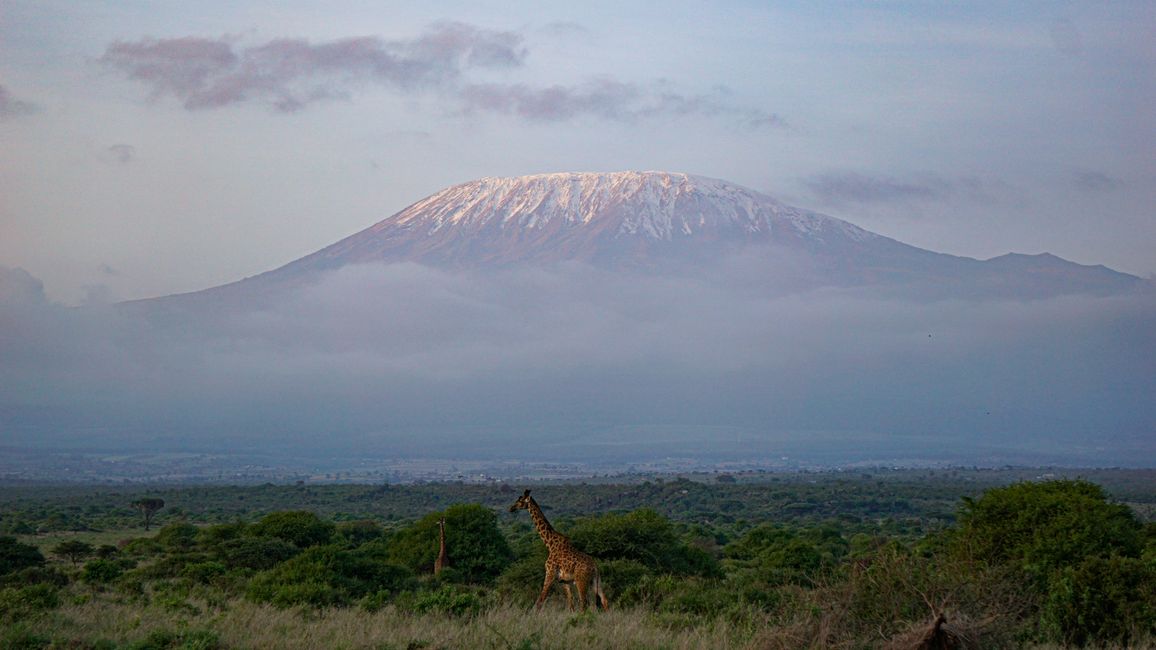 Amboseli und Tsavo West