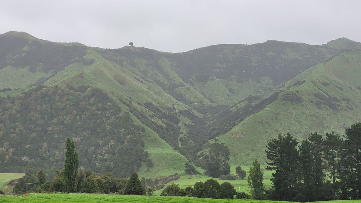 Still without clarity... Rain and mist without end! - Taranaki NP