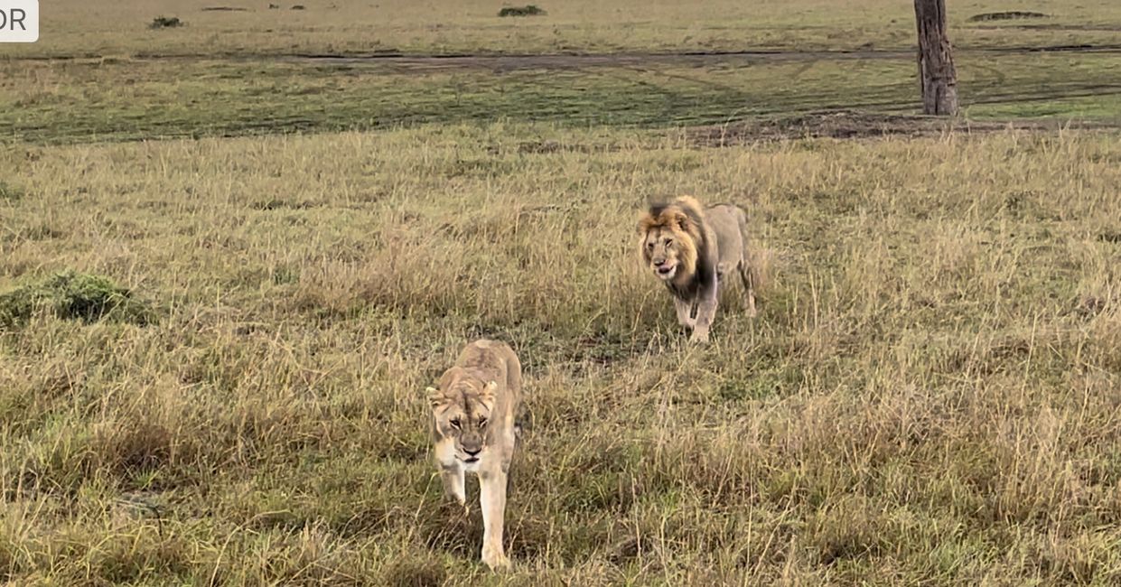 3 Tage Safari im Masai Mara Nationalpark