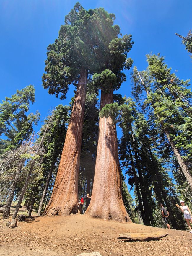 Parc national de Séquoia - Forêt géante