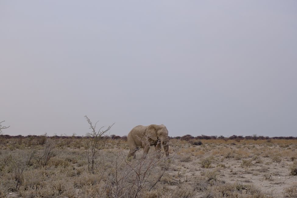 Etosha National Park 🐘🦒