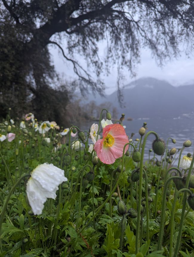 Lugano