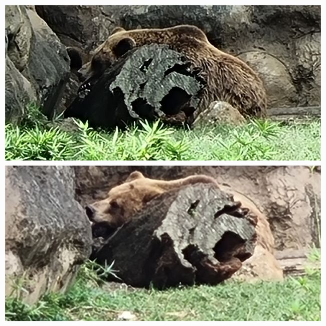 Tag drei: Zoo Aurora und Stadtteil Cayala
