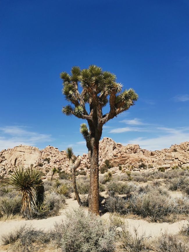Vom Joshua Tree NP über die Route 66 nach Laughlin