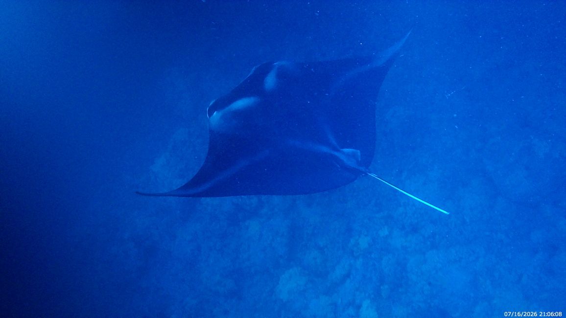 19. Plongée avec des raies manta sur l'île de Big Island
