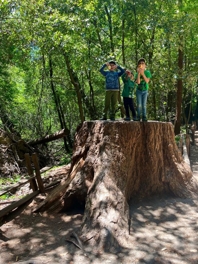 Giant Redwood Forest