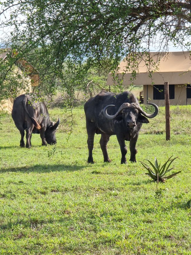Tansania - Tag 6: Serengeti Nationalpark