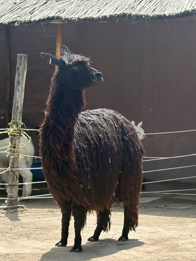 .... und Lamas füttern!