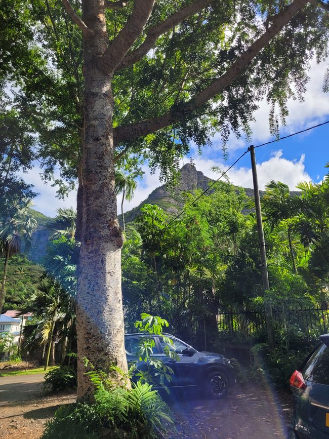 Tag 132 und 133 von 175: Kreuzfahrt rund um die Welt - Port Louis/Mauritius - geänderte Route - weiträumige Umfahrung der Krisengebiete