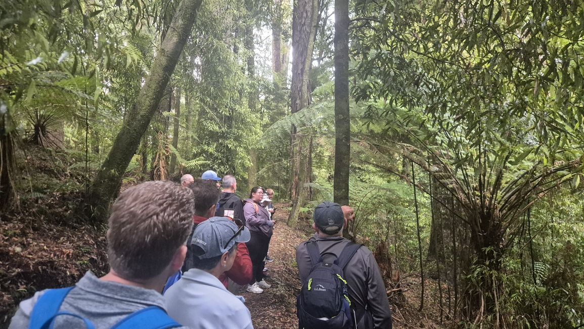 Whirinaki – Der Tag, an dem mich die Natur wieder gefunden hat