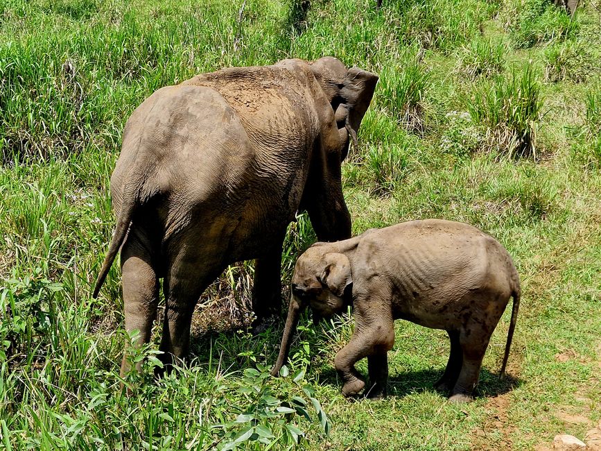 Hurulu Eco Park