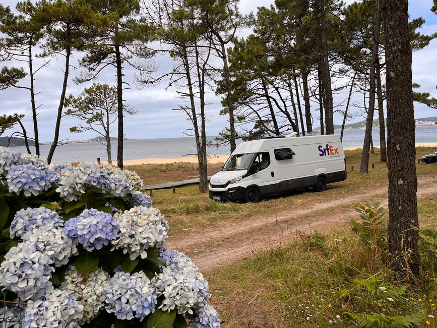 Las hortensias crecen en Galicia como malas hierbas