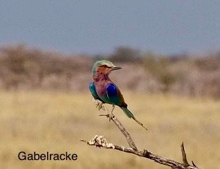 Etosha - Día de los Gatos