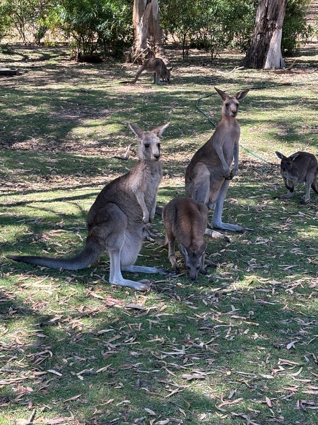 Wiedersehen in Adelaide, 11. und 12.01.25