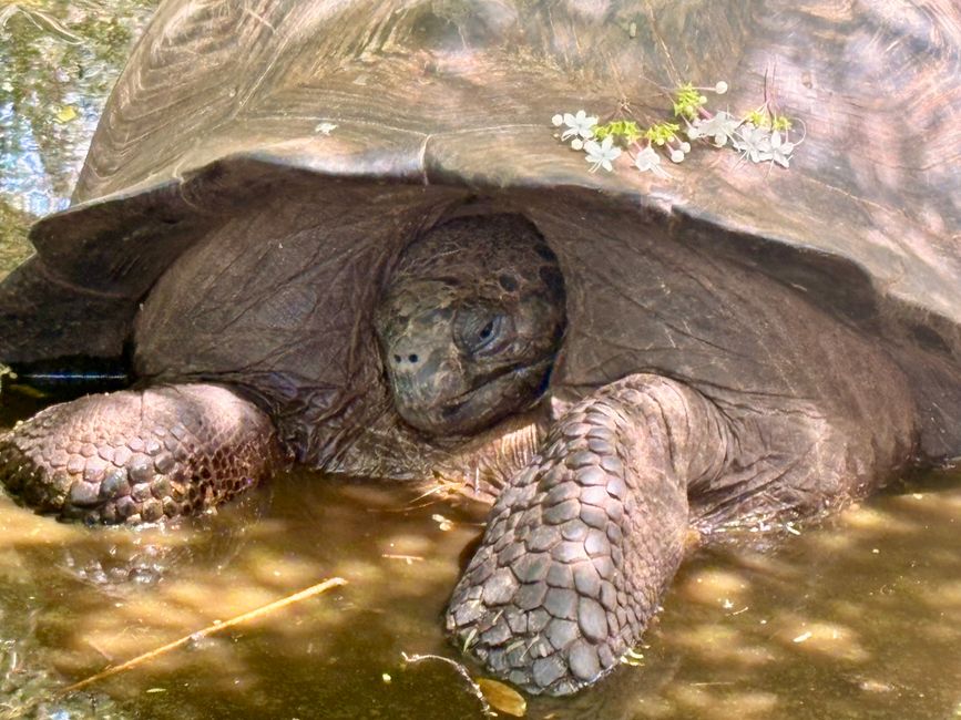 Isabela (Galápagos)