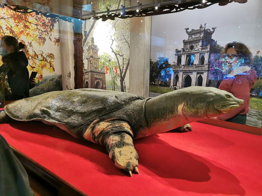 ... und die Riesenschildkröte ...