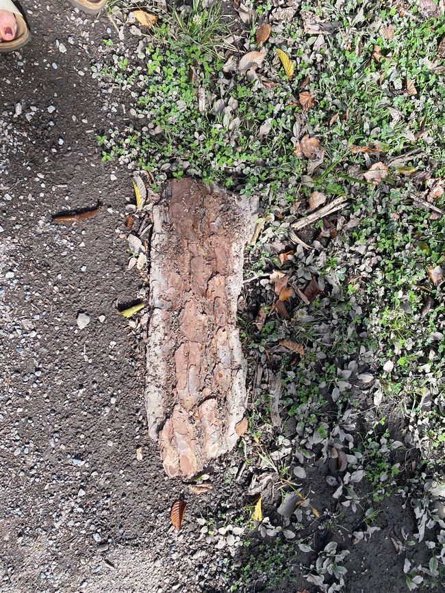 Ein Stück Rinde kann auch mal als Hinweis dienen