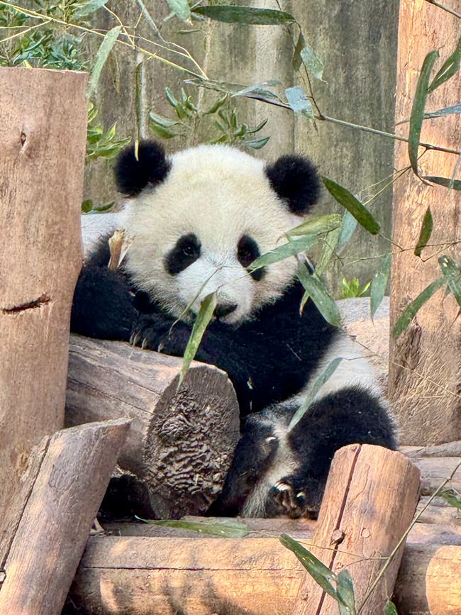 Part 2: Xi'an and Chengdu 🐼