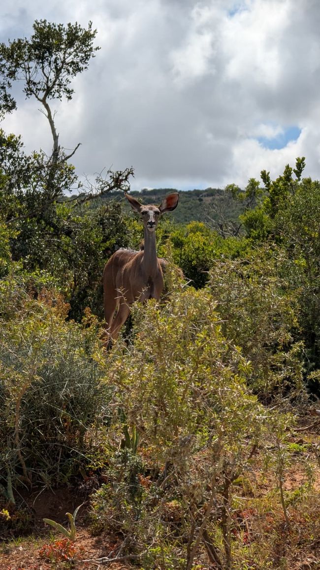 Addo Nationalpark