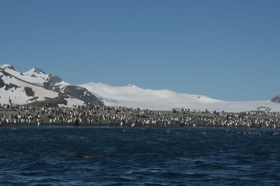Königspinguine / King penguins