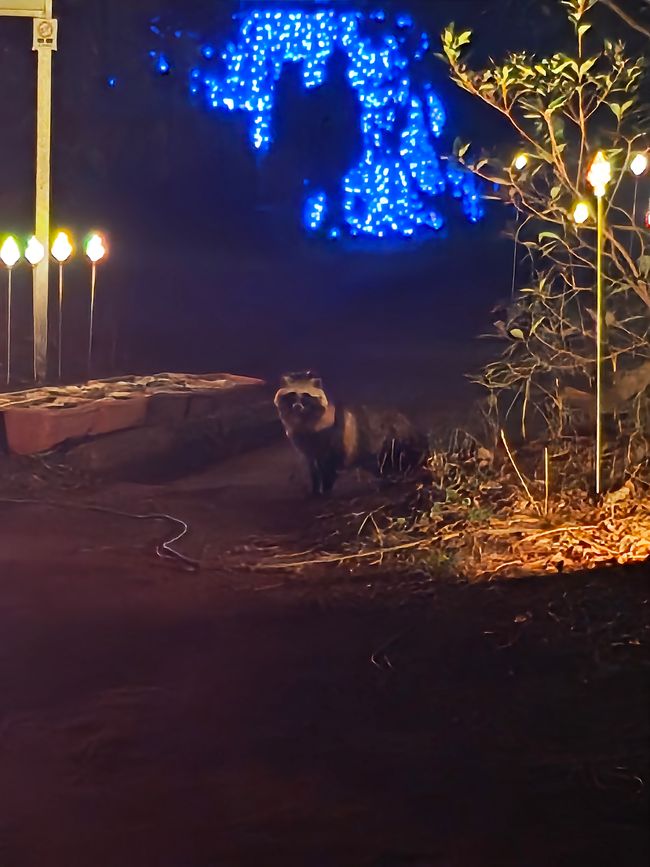 Ein richtiger Inselbewohner: Tanuki!