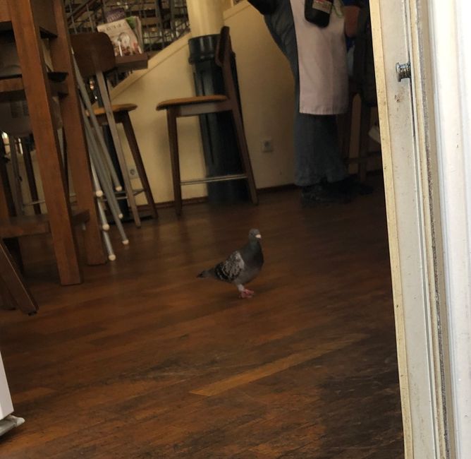 A pigeon explores the EXTRABLATT