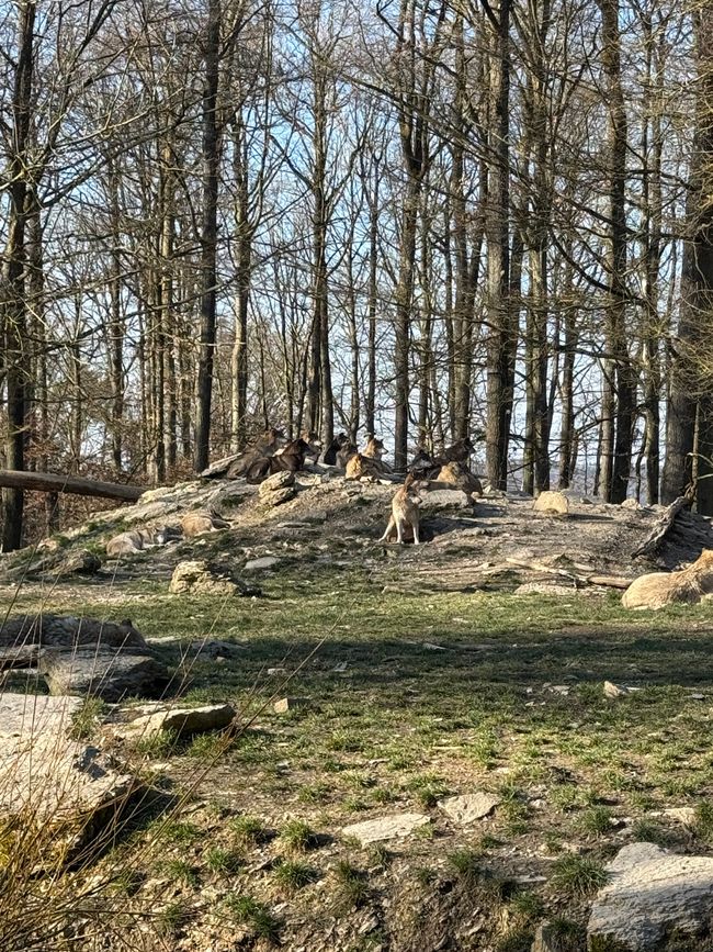 📍Wildpark, Bad Mergentheim/ 📍Wildlife Park, Bad Mergentheim