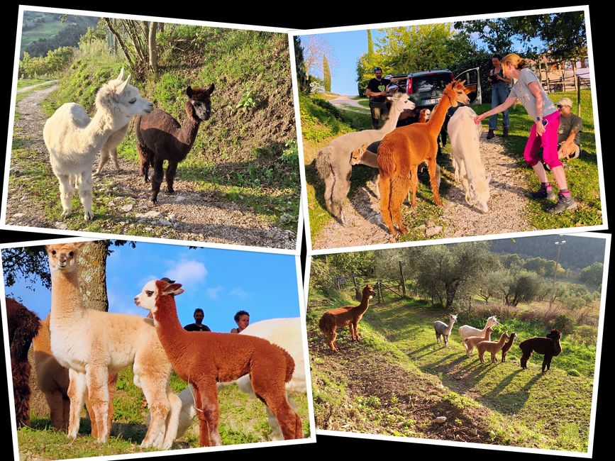 4 días de cosecha están en los huesos