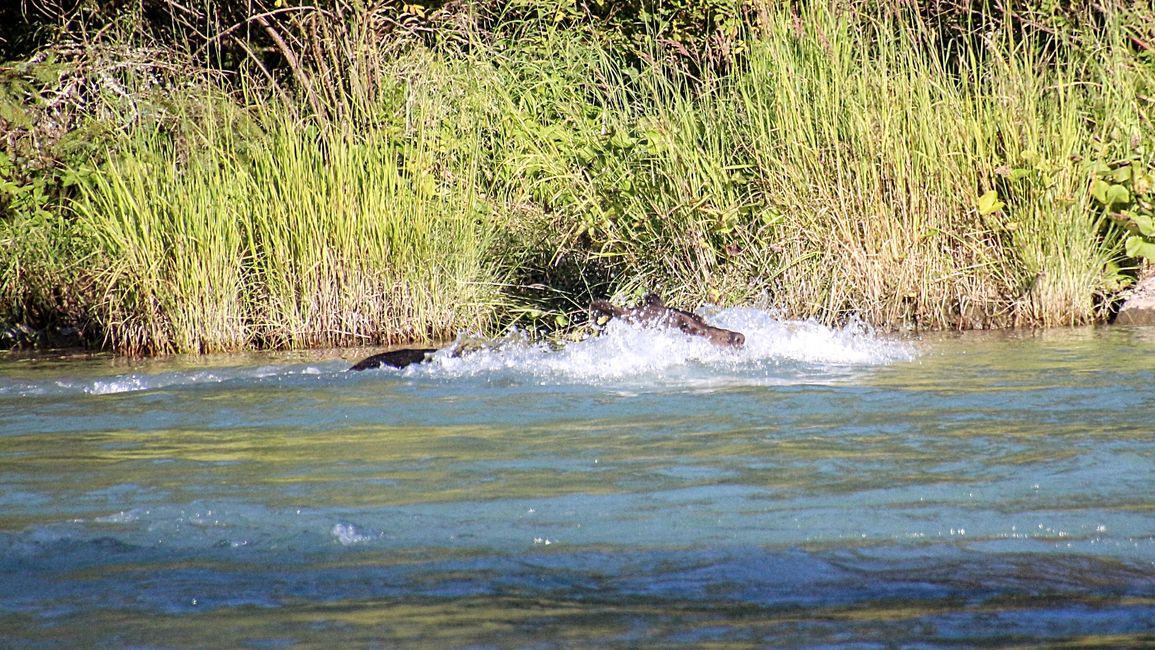 Day 26: Chilkoot River - a big bear show & photoshoot with 'Lulu'