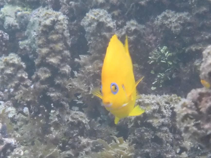 2025-04-23 Tahiti und Huahine