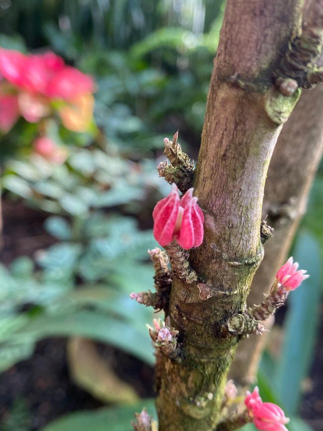 Ohne Erklärungen an den Pflanzen