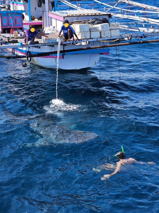 On the Marcopolo Blue from Lombok to Flores